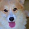 Welsh Corgi Pembroke puppies photo 14