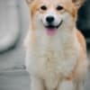 Welsh Corgi Pembroke puppies photo 15