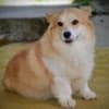 Welsh Corgi Pembroke puppies photo 17
