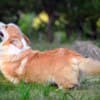 Welsh Corgi Pembroke puppies photo 19