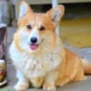 Welsh Corgi Pembroke puppies photo 20
