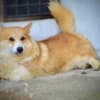 Welsh Corgi Pembroke puppies photo 21