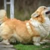 Welsh Corgi Pembroke puppies photo 22
