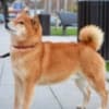 Shiba Inu puppies photo 1