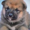 Shiba Inu puppies photo 2