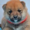 Shiba Inu puppies photo 3