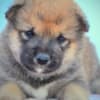 Shiba Inu puppies photo 4