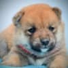 Shiba Inu puppies photo 5