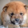 Shiba Inu puppies photo 6