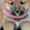 Shiba Inu puppies photo 7