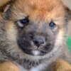 Shiba Inu puppies photo 8