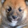 Shiba Inu puppies photo 9