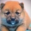 Shiba Inu puppies photo 10