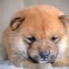 Shiba Inu puppies photo 11