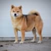 Shiba Inu puppies photo 12