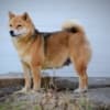 Shiba Inu puppies photo 13