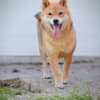 Shiba Inu puppies photo 14