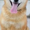 Shiba Inu puppies photo 15
