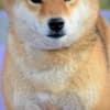 Shiba Inu puppies photo 16