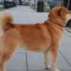 Shiba Inu puppies photo 17