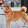 Shiba Inu puppies photo 18