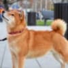 Shiba Inu puppies photo 19