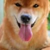 Shiba Inu puppies photo 20