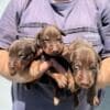 Doberman puppies for sale photo 1
