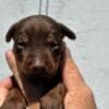 Doberman puppies for sale photo 2