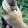 Doberman puppies for sale photo 3