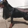 Doberman puppies for sale photo 4