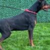 Doberman puppies for sale photo 5