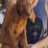 Hungarian Shorthaired Vizsla – Puppies photo 1