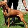 Hungarian Shorthaired Vizsla – Puppies photo 2