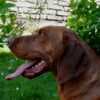Hungarian Shorthaired Vizsla – Puppies photo 3