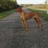 Hungarian Shorthaired Vizsla – Puppies photo 5