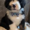 Bernedoodles - F1 photo 1