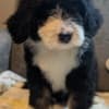 Bernedoodles - F1 photo 2