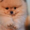Pomeranian Spitz puppies photo 1