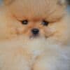 Pomeranian Spitz puppies photo 2