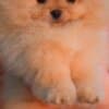 Pomeranian Spitz puppies photo 3