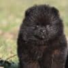 Pomeranian Spitz puppies photo 4