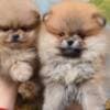 Pomeranian Spitz puppies photo 5
