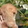 Pomeranian Spitz puppies photo 8