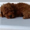 Toy Red Poodle – Beautiful Puppies for Sale photo 1
