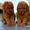 Toy Red Poodle – Beautiful Puppies for Sale photo 3