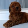 Toy Red Poodle – Beautiful Puppies for Sale photo 4