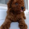 Toy Red Poodle – Beautiful Puppies for Sale photo 5