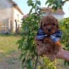 Toy Red Poodle – Beautiful Puppies for Sale photo 6