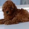 Toy Red Poodle – Beautiful Puppies for Sale photo 9